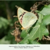 argynnis pandora daghestan 1